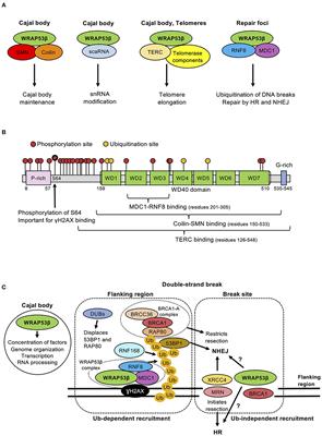 The Cajal Body Protein WRAP53β Prepares the Scene for Repair of DNA Double-Strand Breaks by Regulating Local Ubiquitination